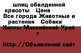 шпиц обалденной красоты › Цена ­ 22 000 - Все города Животные и растения » Собаки   . Ханты-Мансийский,Урай г.